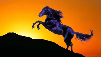 Мустанг коричневая лошадь дикие обои фото | Премиум Фото