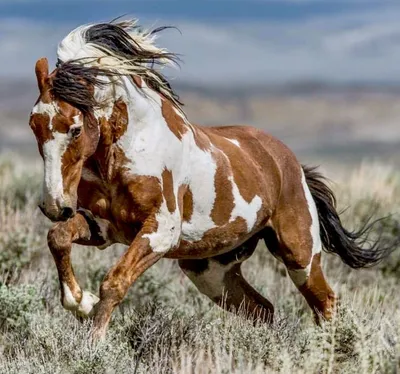 Фризская лошадь Мустанг Цыганская лошадь Жеребец Ширская лошадь, мустанг,  лошадь, млекопитающее, монохромный png | Klipartz