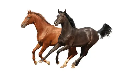 Красивый коричневый конь на белом фоне - обои для рабочего стола, картинки,  фото