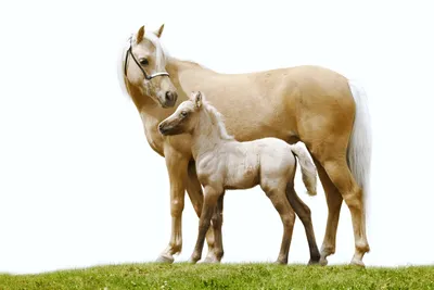 Лошадь на белом фоне (215 фото) » ФОНОВАЯ ГАЛЕРЕЯ КАТЕРИНЫ АСКВИТ