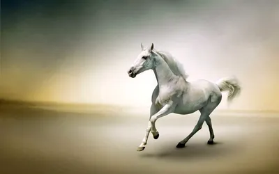 лошадь на белом фоне милый мультфильм Иллюстрация вектора - иллюстрации  насчитывающей черный, изолировано: 216020824