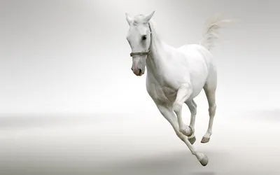 Смешная Голова Лошади На Белом Фоне Арабская Лошадь — стоковые фотографии и  другие картинки Лошадь - iStock