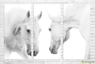 Портрет Элегантности Черной Спортивной Лошади Стоящей Белом Фоне Арабский  Жеребец стоковое фото ©melory 536585742