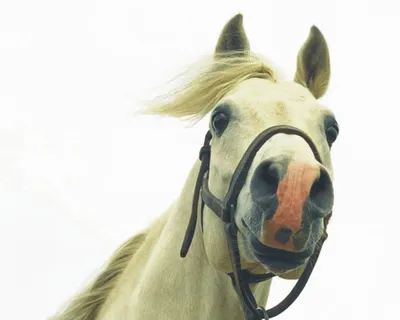 коричневая лошадь на белом фоне PNG , лошадь, животное, коричневая лошадь  PNG картинки и пнг PSD рисунок для бесплатной загрузки
