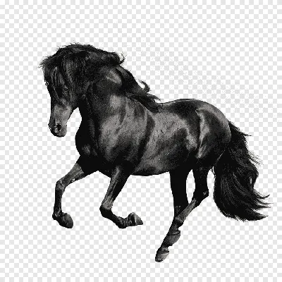 Коричневая голова лошади изолированной на белом фоне. Портрет: лица лошади  Стоковое Изображение - изображение насчитывающей камера, страна: 175700443