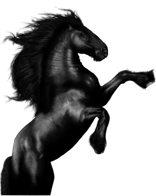 Смешная Голова Лошади На Белом Фоне Арабская Лошадь — стоковые фотографии и  другие картинки Арабская лошадь - iStock