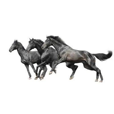 Скачать обои Лошадей – Коричневая лошадь HD (1920×1200)