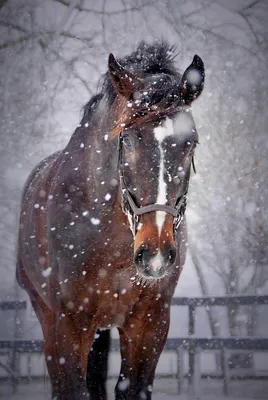Фото лошади на снегу 