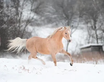 Картинка Лошади бегущая снега животное