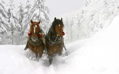 Картинки снежная лошадь (66 фото) » Картинки и статусы про окружающий мир  вокруг