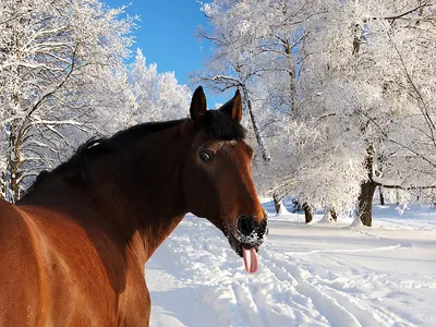 Онлайн пазл «Лошадь в снегу»