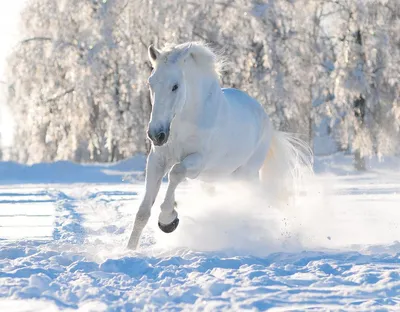 Стадо На Лошади На Снегу — стоковые фотографии и другие картинки Снег - Снег,  Арабская лошадь, Камаргу - iStock