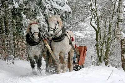 Обои на рабочий стол Белая лошадь бежит по заснеженной дороге, вдали видны  деревья покрытые снегом, обои для рабочего стола, скачать обои, обои  бесплатно