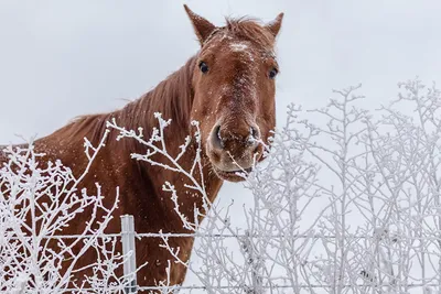 картинки : лес, снег, зима, средство передвижения, Лошадь, Погода, время  года, лошади, Животные, Сани, Вьючное животное, катание на санях, Конь как  млекопитающее 3888x2592 - - 920820 - красивые картинки - PxHere