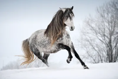 Фото Лошадь на снегу, by Hestefotograf