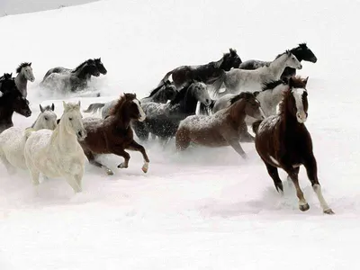 Лошадь в снегу» — создано в Шедевруме