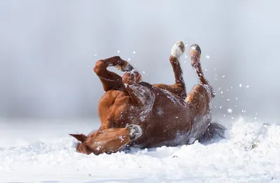 Черная лошадь скачет по снегу стоковое фото ©vikarus 9474574