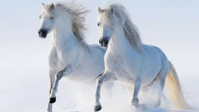 Серый запустить лошади в снегу Стоковое Фото - изображение насчитывающей  напольно, день: 209656622