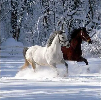 Лошадь в снегу рисунок - 65 фото