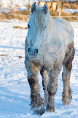 обои : Черный, природа, Лошадь, снег, Зима, Кобыла, Млекопитающее,  Позвоночный, Грива, Конь как млекопитающее, Жеребец, Мустанг лошадь  1920x1440 - - 97577 - красивые картинки - WallHere