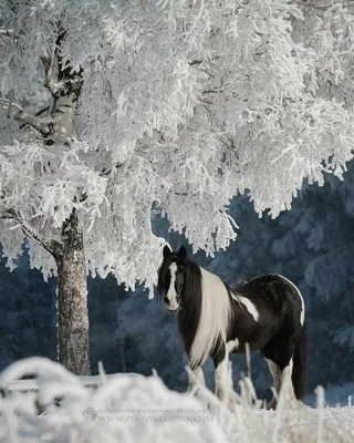лошади в снегу - онлайн-пазл
