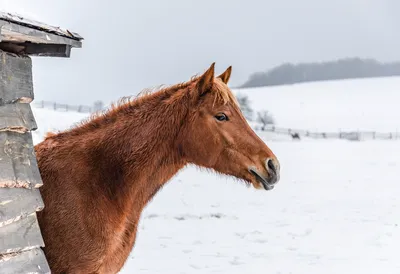 Портрет красивой лошади на снегу | Премиум Фото