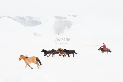 Фото лошадь пони на снегу Животные