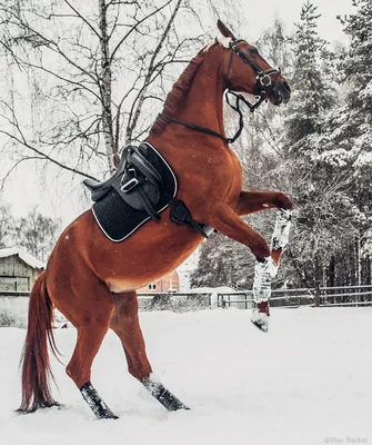 Портрет лошади на белом снегу, глядя на вас | Премиум Фото
