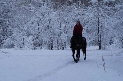 Лошади быстро несутся по первому снегу» картина Разживина Игоря маслом на  холсте — купить на ArtNow.ru