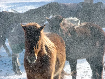 Лошади в снегу | Пикабу