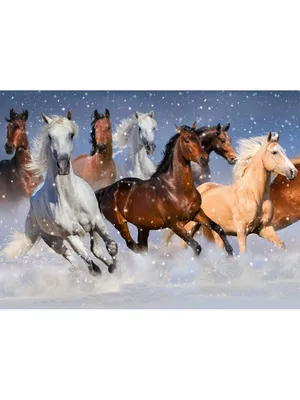Лошади в снегу | konkurs.trip2rus.ru