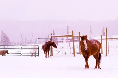 Фото Коричневая лошадь стоит на дыбах на снегу на фоне деревьев, фотограф  Макс Беккер