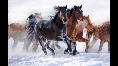 Картинки лошади снег (67 фото) » Картинки и статусы про окружающий мир  вокруг