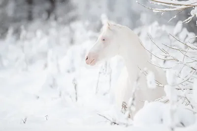 Фото лошадей на снегу