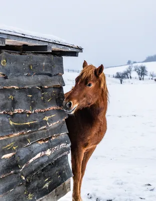 Бесплатные Лошади в снегу стоковые фотографии | FreeImages