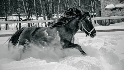 Белая лошадь идущая в упряжке по снегу Stock Photo | Adobe Stock