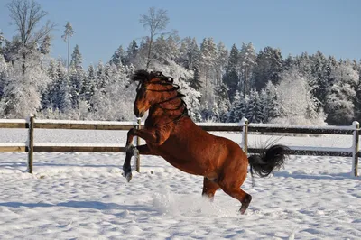 Фотообои Лошадь в снегу на заказ любой размер, код:2367 | ЭкоПринт