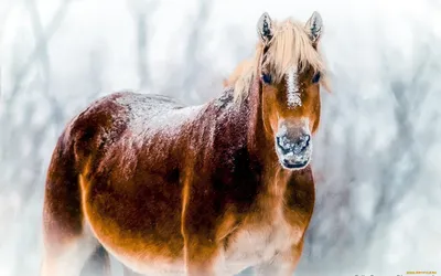 картинки : снег, зима, собака, Лошадь, Погода, Млекопитающее, время года,  рэп, метель, голова лошади, Собака, как млекопитающее, зимняя буря  2592x1944 - - 629635 - красивые картинки - PxHere