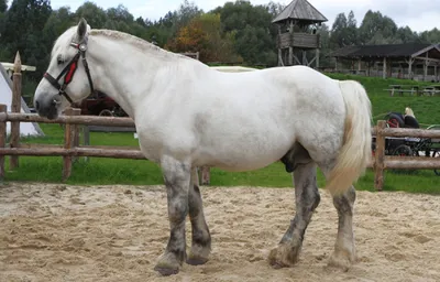 Фото лошади породы першерон 