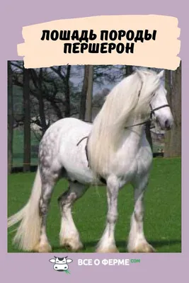 Першеронская порода лошадей. Большая российская энциклопедия