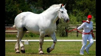 Першерон: титанические кони, в существование которых сложно поверить / В  мире животных / magSpace.ru