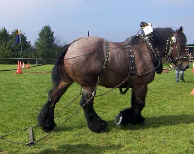 Лошадь породы першерон: фото, описание, характеристика