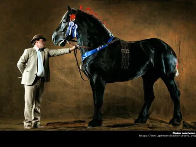 Конь породы Першерон - 49 фото