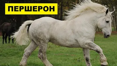 Першерон порода лошадей: характеристика, фото, содержание