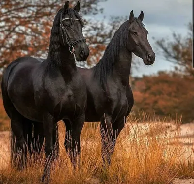Лошади Першерон разведение и особенности породы | Коневодство | Порода  лошадей Першерон - YouTube