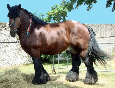 Лошади-Гиганты: самые крупные породы в мире» — создано в Шедевруме