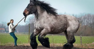 Першерон, самая массиваня лошадь, которая работает в упряжи? | °Конный  спорт°-его секреты. | Дзен