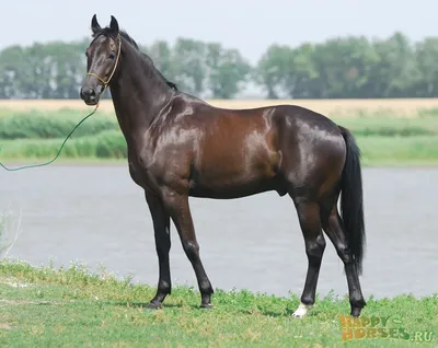 Фотография лошадь Сбоку Трава животное 1920x1200