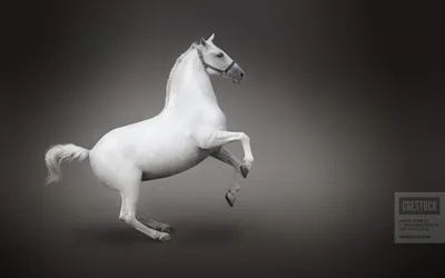 Бесплатное изображение: светло-коричневый, белый, лошадь, Жеребец, вид сбоку,  портрет, лошади, трава, маре, животное