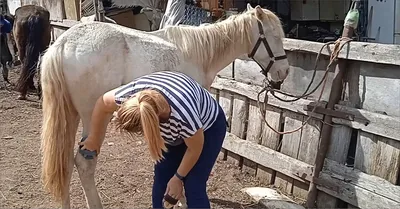Любовь лошади